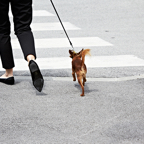 beauty-fashion-studio-fotografie-köln-cologne-photographer-fotograf-streetlife-hund-dog_10.jpg